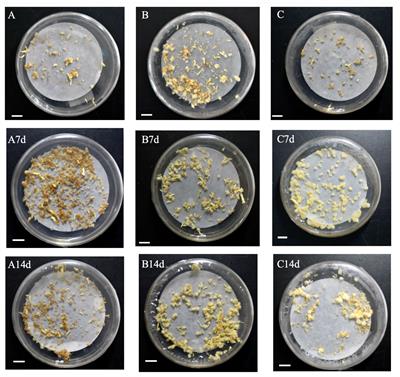 Proper doses of brassinolide enhance somatic embryogenesis in different competent Korean pine cell lines during embryogenic callus differentiation